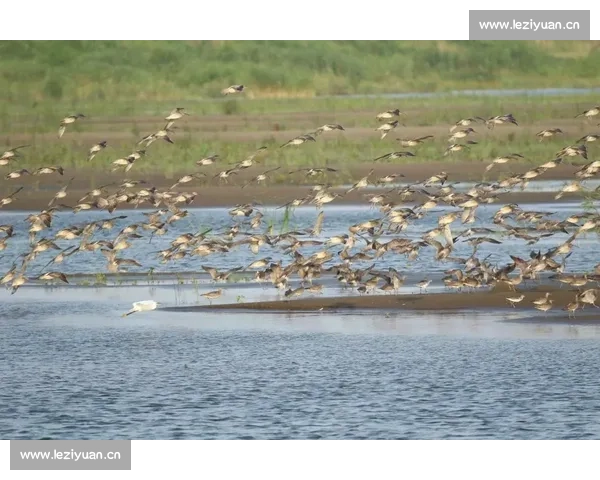 以绿色生态为核心引领高质量发展共建人与自然和谐未来可持续繁荣